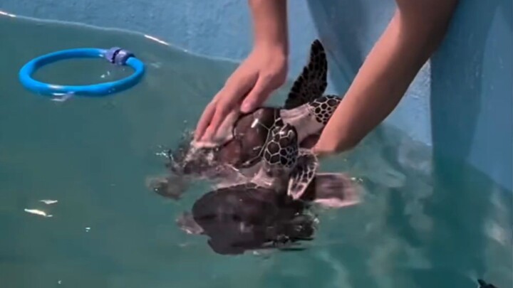 Marine puppy asks for a back scratch