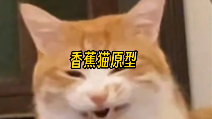 ต้นแบบของแมวกล้วยที่ขี้แย