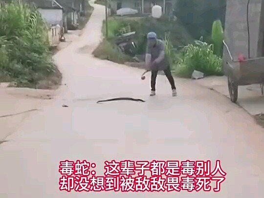 Snake: This is the weakest bite of my entire life!