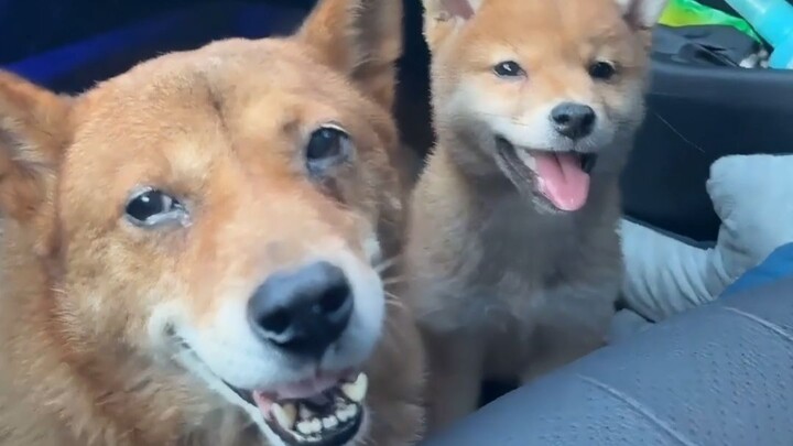 Have you ever seen a Shiba Inu raised by a farm dog taking over as the successor?