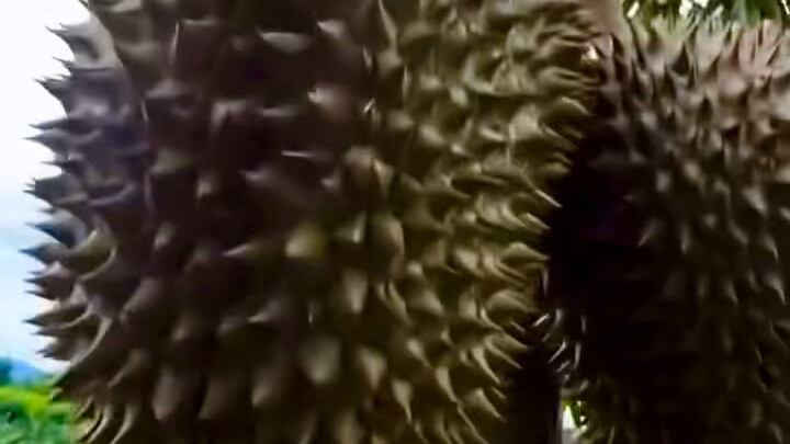 A first-person tour of durian picking—now you know why durians are so expensive!