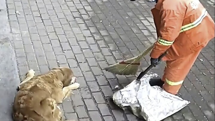Anjing yang sangat luar biasa~