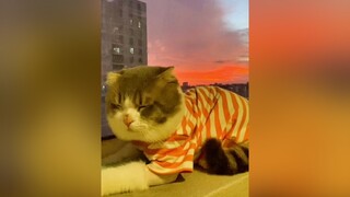 Hoàng hôn hôm qua đẹp lắm nè cat catsoftiktok sunset