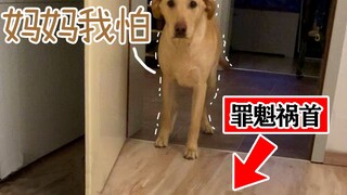 Anjing juga punya pikiran kecil: Labrador yang berani menyelamatkan tuannya ternyata takut pada lant