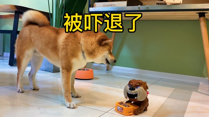 Freeze-dried treats for the pups are hidden in a toy that triggers food-guarding behavior—let’s see 