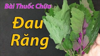 Ngậm thứ nước này mỗi ngày, đau răng hay ê buốt răng đến cỡ nào cũng phải khỏi