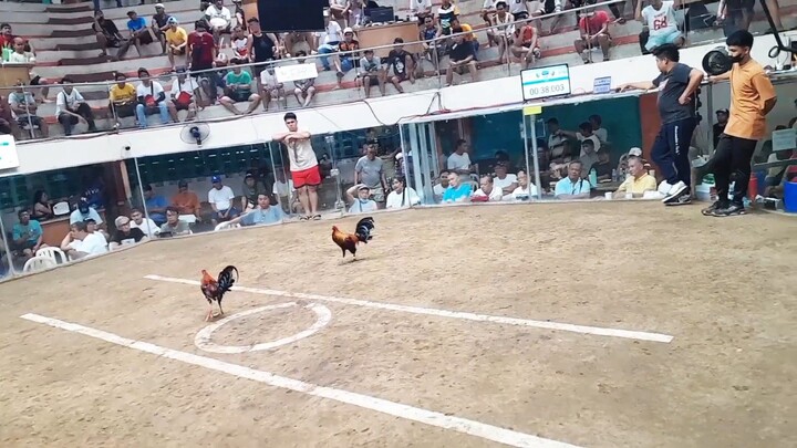 Kelso wins 4 stag derby