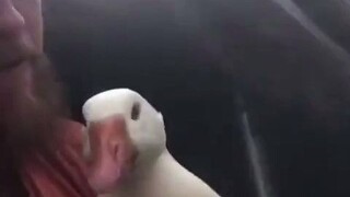 The goose he raised hatched 20 goslings in a year and showed no sign of stopping. The owner really d