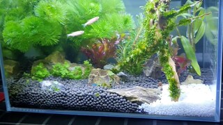 [Water grass tank] 30cm ultra-white tank / mahasiswa pemula tangki terbuka pemandangan tangki ikan s