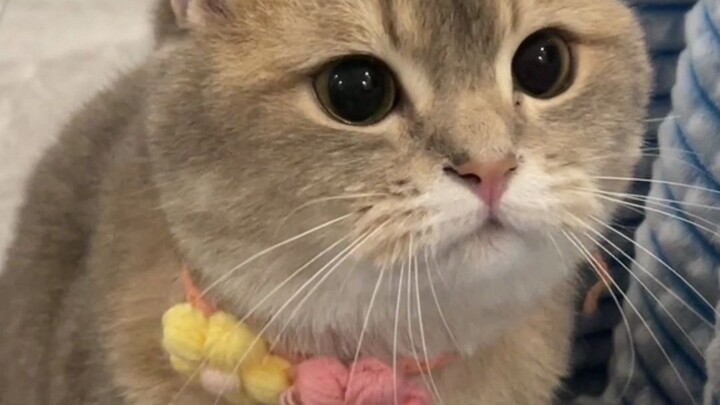 How can there be such a cute little kitten?