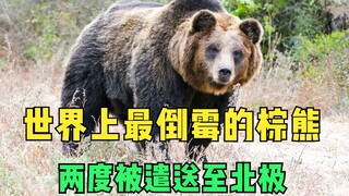 The unluckiest brown bear in the world—I was just sick, but you all wanted my life!