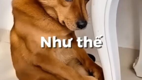 cách nuôi chó đúng cách