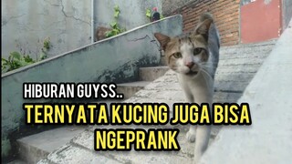 Bikin Ketawa Pagi-Pagi Di Prank Sama Kucing Jalanan Kucingnya Lucu Kocak Habis..!