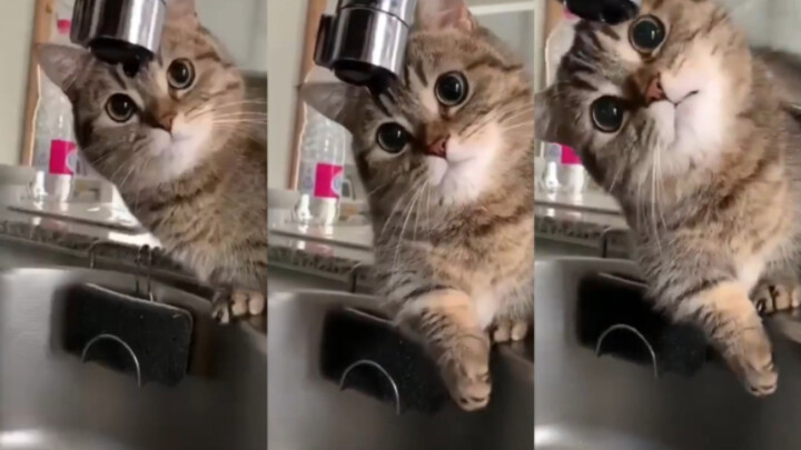 Cat: Watch me catch the water droplet!