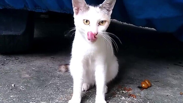 A stray cat is harassed while eating, with a bad person verbally tempting it: “Let me take a peek!!!