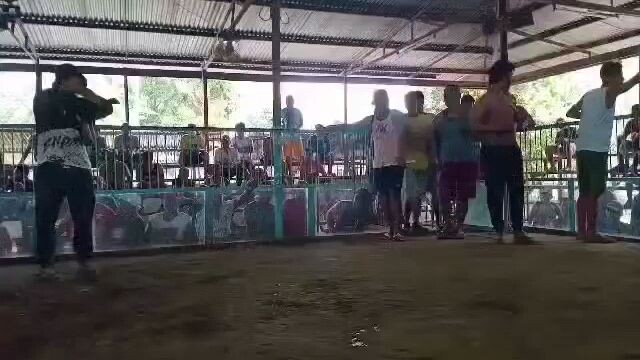 2 hits ulutan boston roundhead 3 times winner