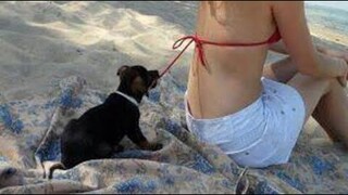 Funniest Dogs And Cats Ever 🐧 - Best Funny Animal Videos Of The 2022