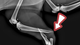 Ketika penyelamat melihatnya, kondisinya sudah seperti ini, ini bisa dibilang nasib buruk