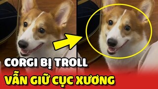Bé Corgi bị bố troll vẫn không quên KHÚC XƯƠNG đang gặm 😂 | Yêu Lu