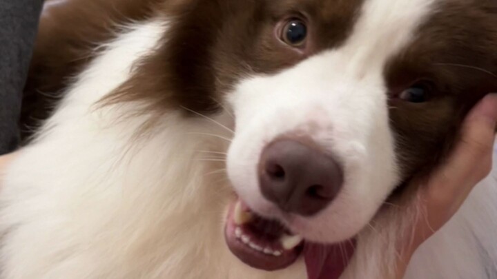 I'm dying of laughter—someone got dragged by their dog and took a huge tumble!