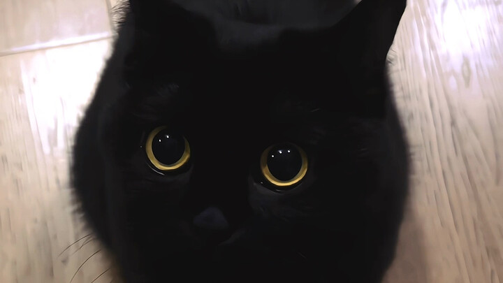 谁家小猫一喊名字就摇尾巴呀！