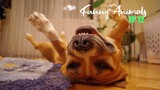 Cute And Funny 🐶 Dogs   Awesome Funny Pet Animals Videos  #12