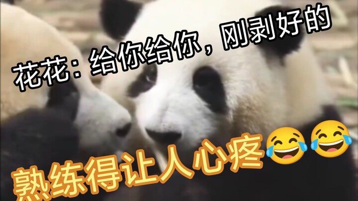 Hua Hua has given up struggling—she’s so used to it that it’s almost heartbreaking.