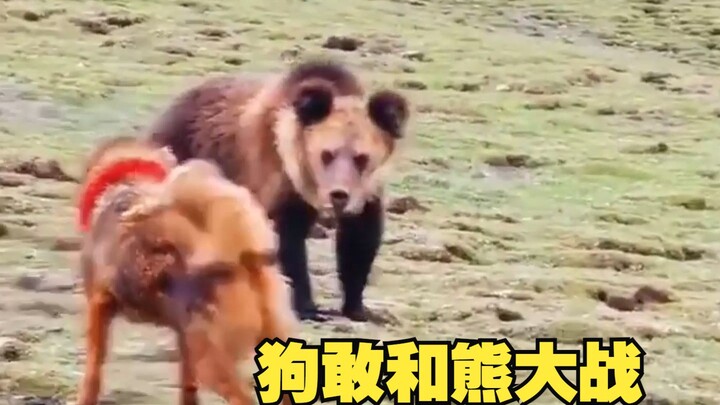 Perang anjing vs beruang: keberanian anjing yang sok kuat benar-benar terlihat jelas!