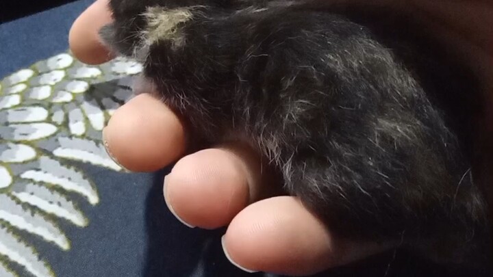 Kucing hitam motif macan tutul itu masih sangat kecil ketika saya menemukannya; mungkin ia tidak per