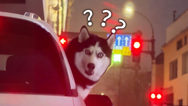 Animal Confusing Behavior Showcase 289