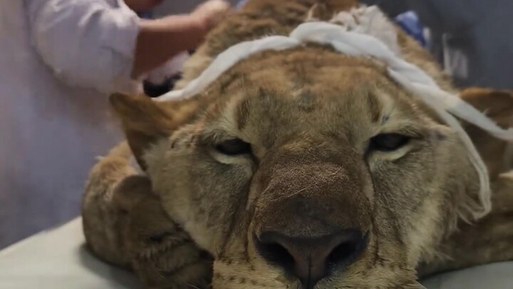 Perbedaan antara rumah sakit hewan peliharaan dan rumah sakit hewan