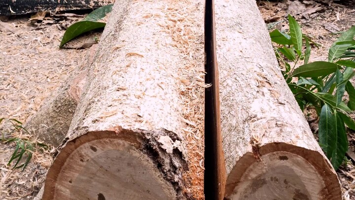 huge gmelina tree vs sthil chainsaw