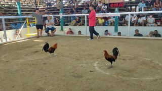 SUPER BROWNRED in Action🔥🐓🏆💯 #PINAGPALA