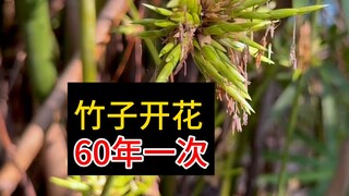 Bambu berbunga setiap enam puluh tahun sekali