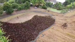 nông dân thả mười ngàn con vịt để diệt lũ côn trùng
