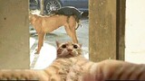😹 You Definitely Laugh, I Believe In It 😇 - Funniest Dogs And Cats Expression Video 😇