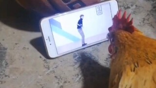 Xiao Zhiyin diam-diam memperhatikan Kun Kun menari ayam, kamu sangat cantik