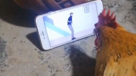 Xiao Zhiyin secretly watched Kun Kun dance chicken, you are so beautiful