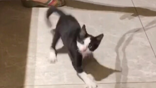 Sang jenius penamaan mengubah nama-nama kucing yang diadopsinya di tahun-tahun awal