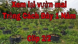 Trồng mai vàng sau 1 năm clip 2/2 |  tham lại vườn mai vàng trồng 1 năm tuổi clip 2/2