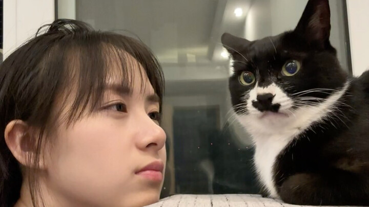 Got beaten by a cat for talking too much