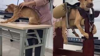 During the Chinese veterinary class, acupuncture points were explained, and the dog trembled on the 