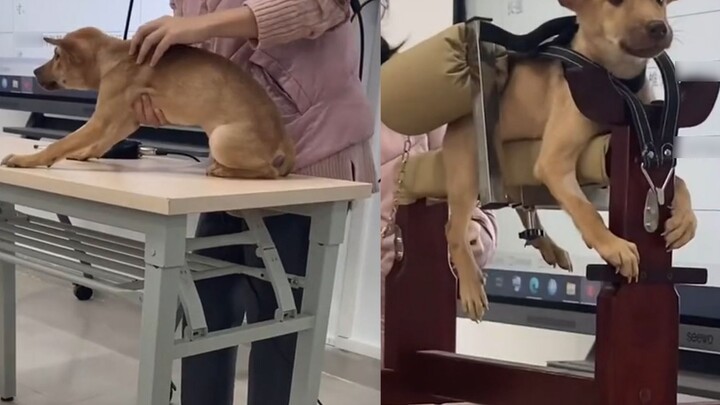 During the Chinese veterinary class, acupuncture points were explained, and the dog trembled on the 