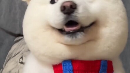 Samoyed (Bear) (⑉°з°)-♡