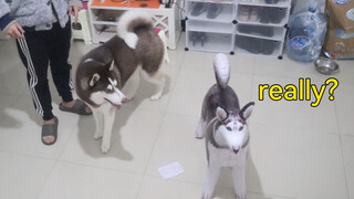 [Hewan]Husky Bertemu Balon Berbentuk Husky