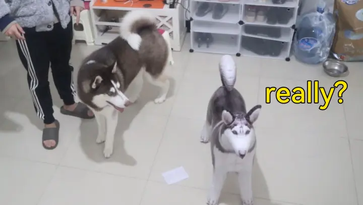 [Dog] My Husky dog and the inflatable toy dog