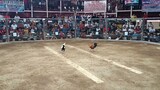 QCBA 5 COCK DERBY (BATTLE OF THE CHAMPION) 2ND FIGHT W