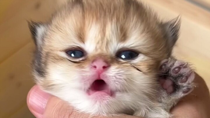 From now on, we’re famous little kitties in the jianghu!