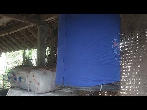 Murai batu pastol setelah do caz jadi...