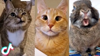 Funny Animal TikToks that are IMPOSSIBLE not to Laugh at 😂 (CUTE)